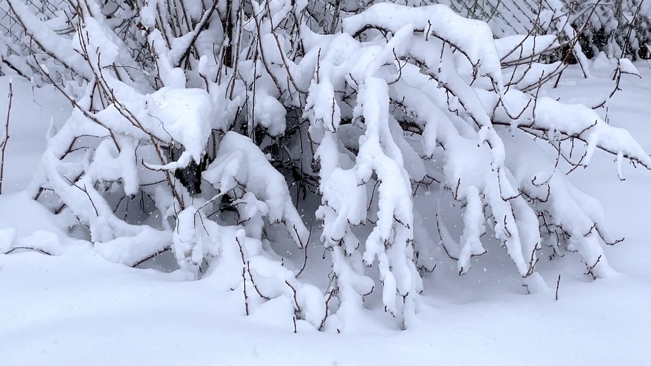 冰雪覆盖的霜刷蒸汽在冰面上。雪落在冬天的灌木丛上。视频素材