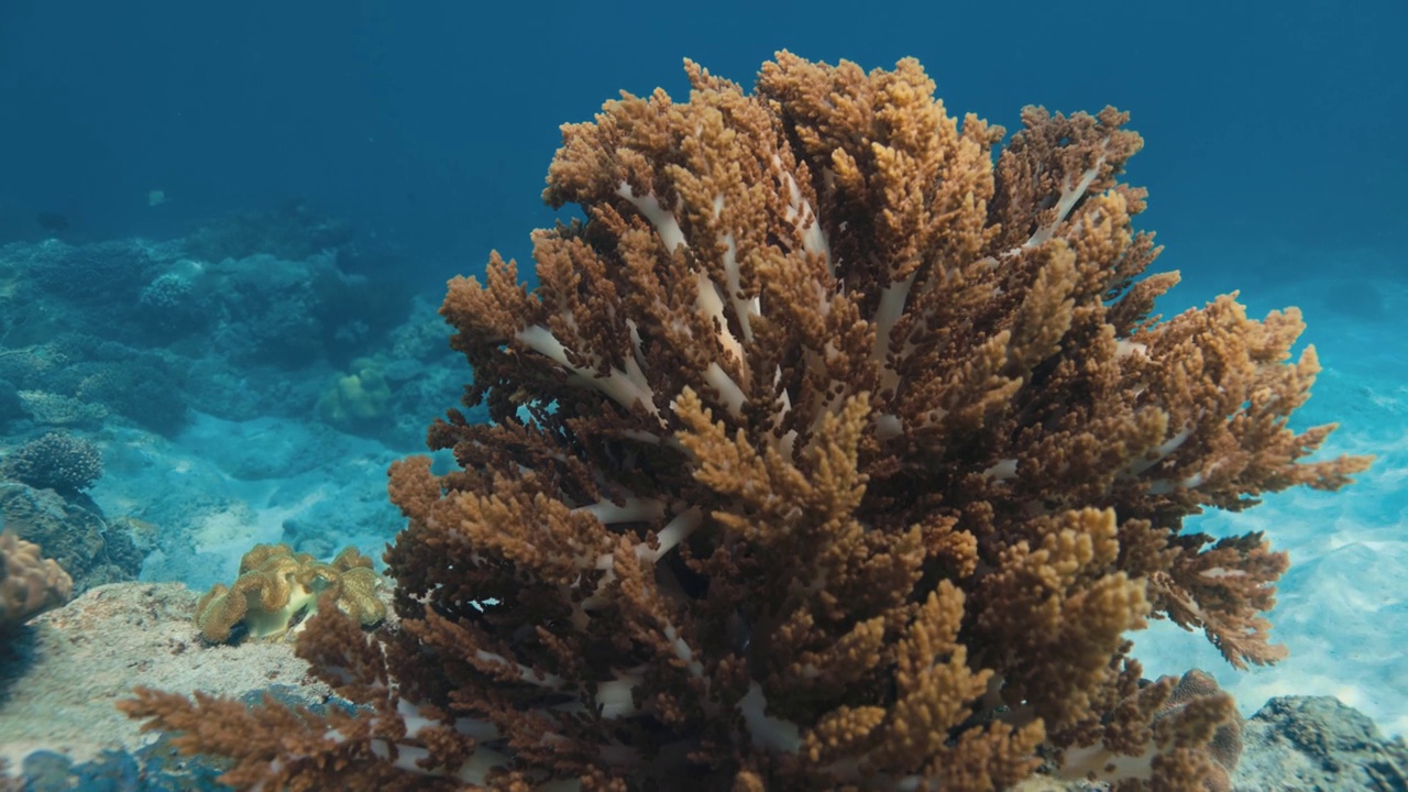 透明的蓝色海洋和热带鱼与珊瑚。热带地区的海洋生物视频素材