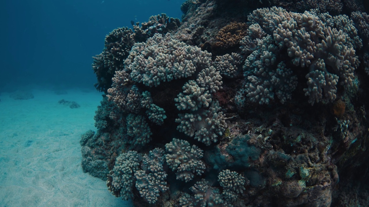 透明的蓝色海洋和热带鱼与珊瑚。热带地区的海洋生物视频素材