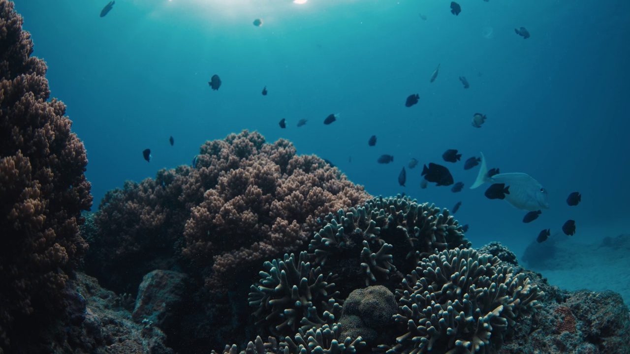 透明的蓝色海洋和热带鱼与珊瑚。热带地区的海洋生物视频素材