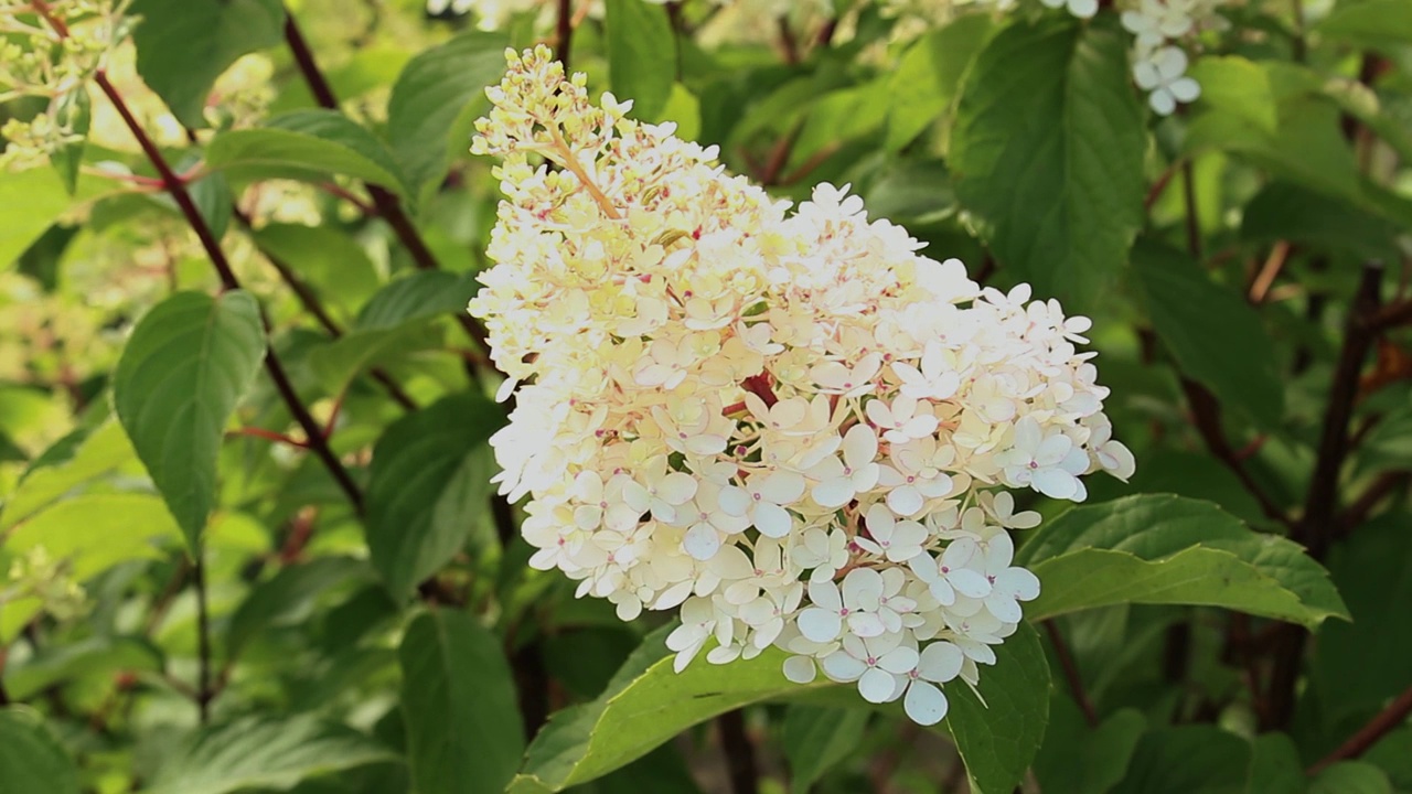 白色花序的绣球花或绣球花与绿色的叶子开花在夏季花园视频下载