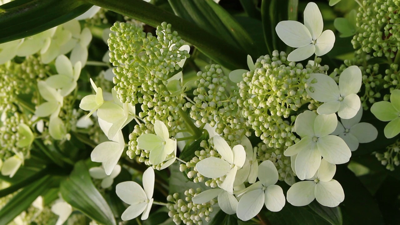 乳白色的花序的绣球花或花楸花盛开在花园里视频素材