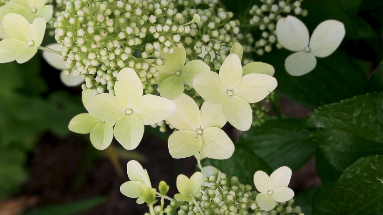 乳白色的花序的绣球花或花楸花盛开在花园里视频素材