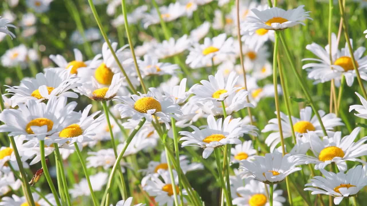 野雏菊开在草地上，草坪上，白色的甘菊随风摇曳视频素材