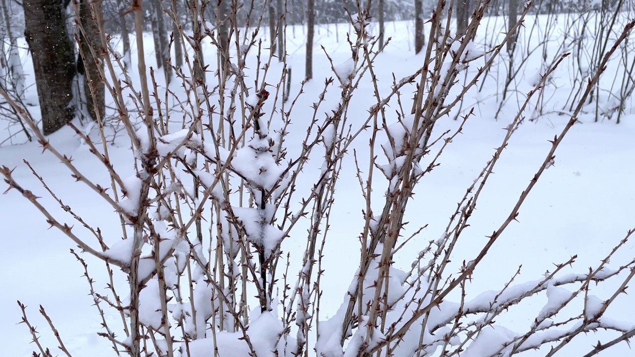 冰雪覆盖的霜刷蒸汽在冰面上。雪落在冬天的灌木丛上。视频素材