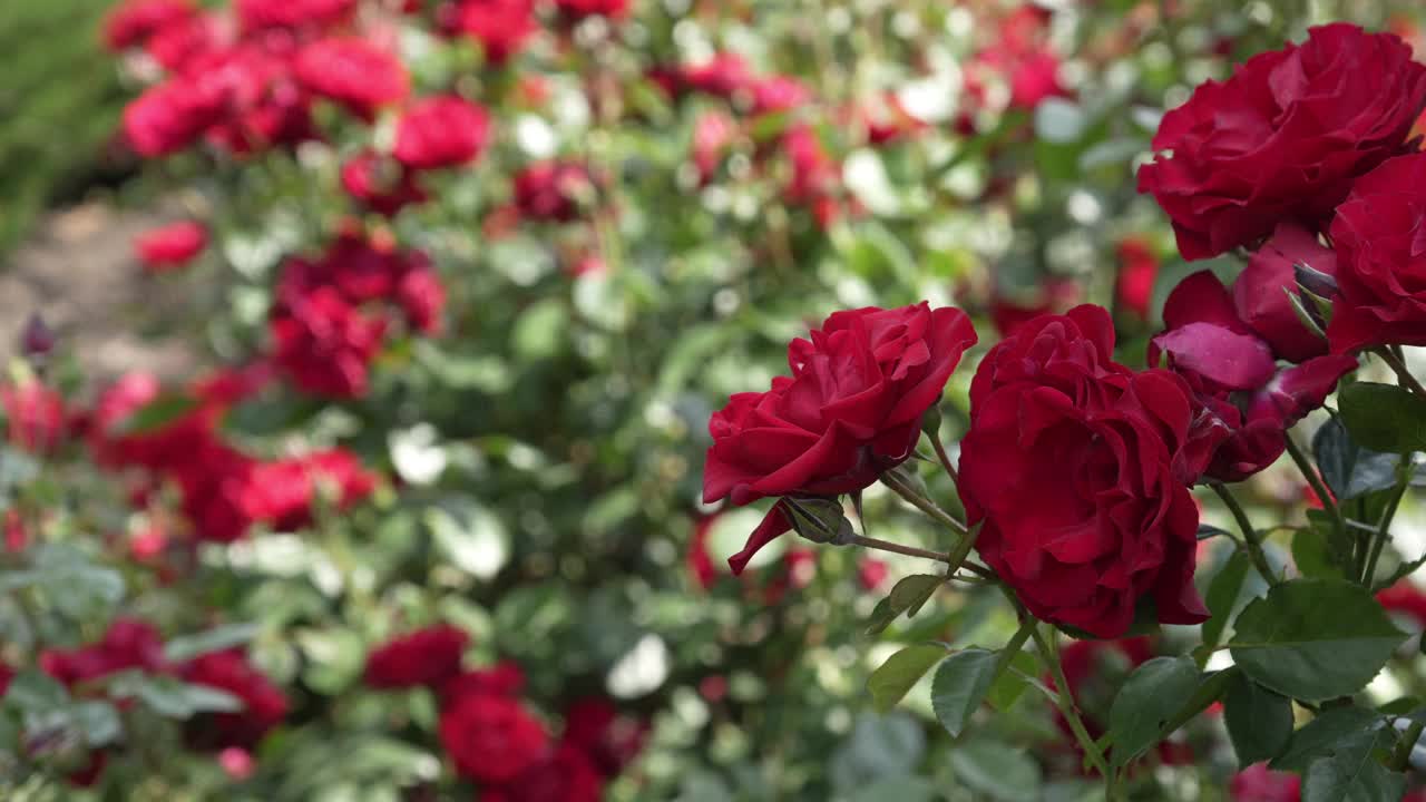 一只蜜蜂落在一朵红玫瑰花蕾上。视频素材