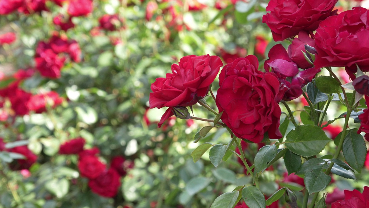 在一个阳光明媚的日子里，一丛盛开的红玫瑰。视频素材