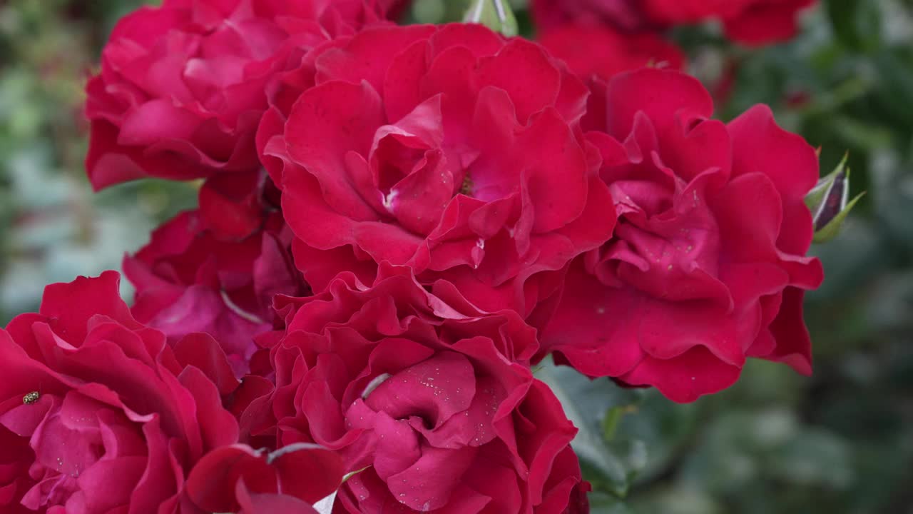许多红玫瑰花蕾紧密相连。视频素材