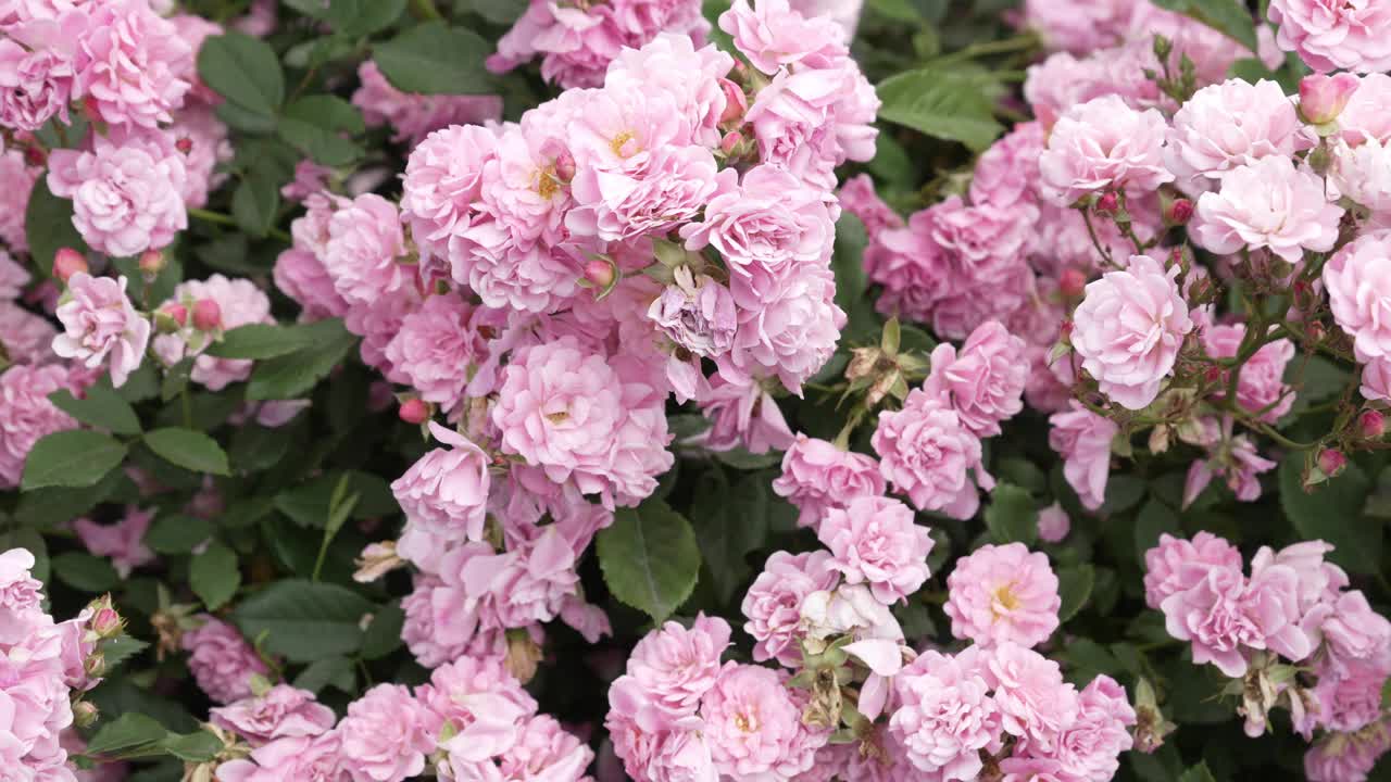 一丛在阳光明媚的日子里盛开的柔软的粉红色玫瑰。视频素材