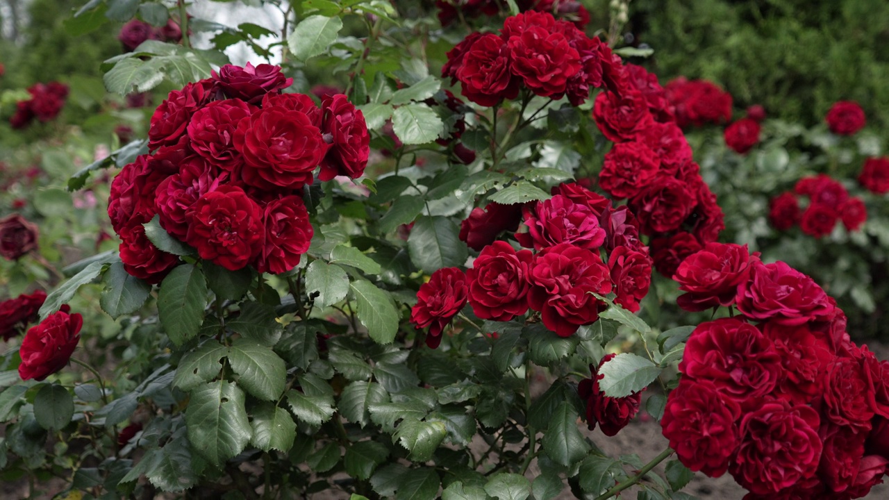 在一个阳光明媚的日子里，一丛美丽的红玫瑰在风中摇曳。视频素材