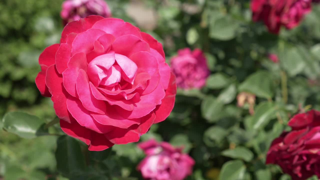 深粉色玫瑰的花蕾在风中摇曳。视频素材