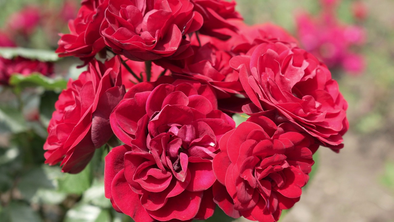 许多红玫瑰花蕾紧密相连视频素材