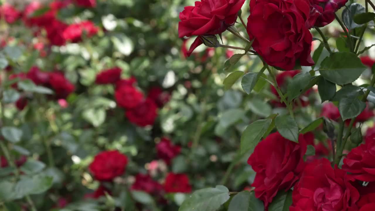 天鹅绒般的红玫瑰盛开。灌木上盛开着美丽的花朵。视频素材