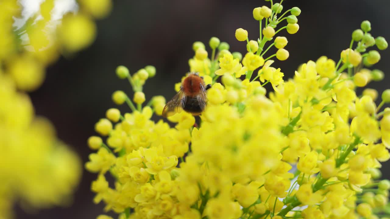 蜜蜂为黄花菊授粉视频素材