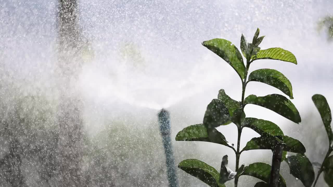 施普林格浇水植物视频下载