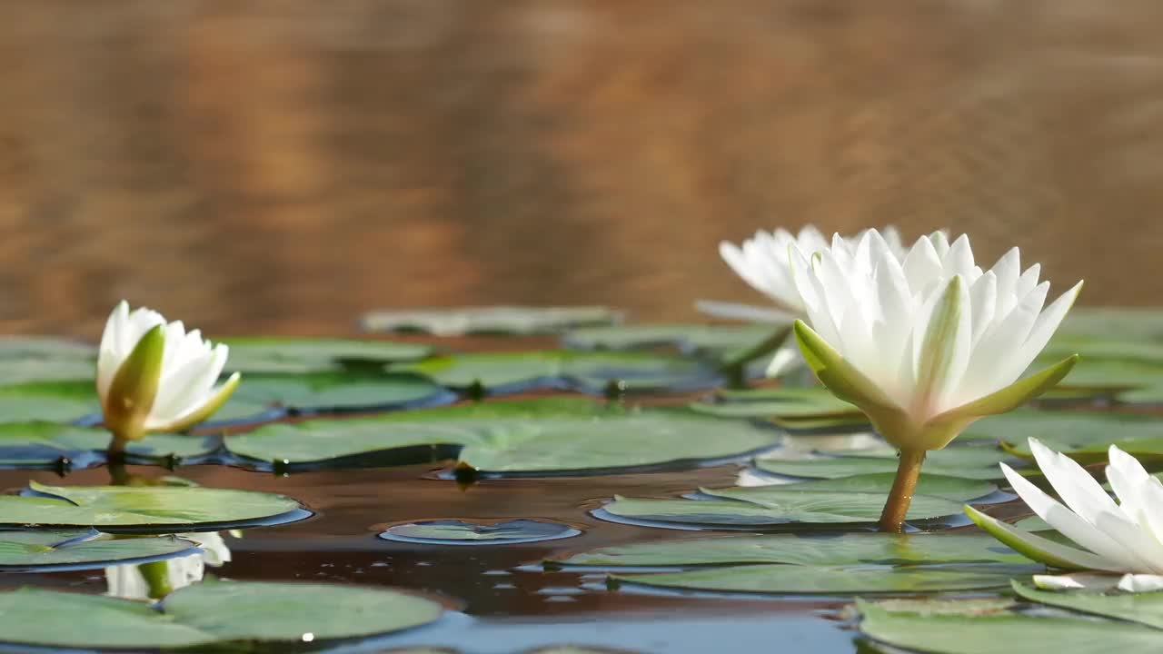 白色的睡莲花漂浮在湖面上视频素材