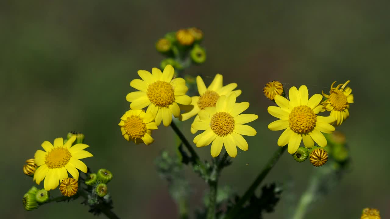 东方土泻草的黄色花视频素材