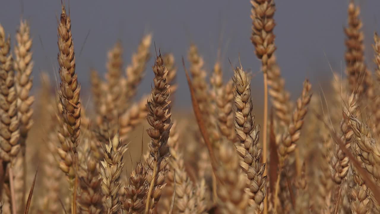 夏季小麦作物成熟可收割，谷类作物可栽培视频素材