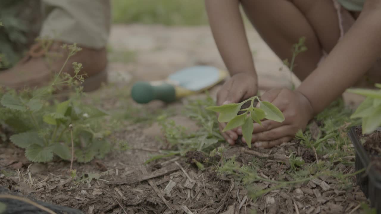 小女孩和她爸爸在菜园里种苗视频素材