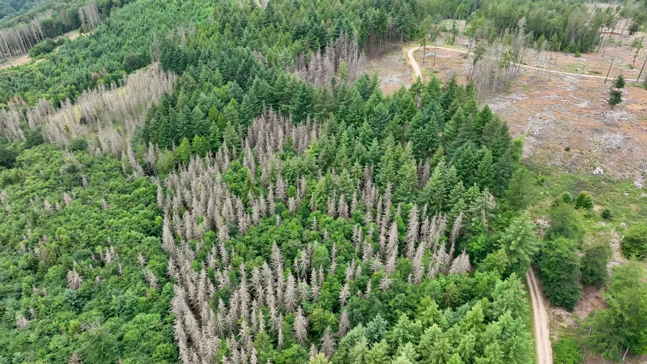 死树鸟瞰图-森林枯枝- Waldsterben视频素材