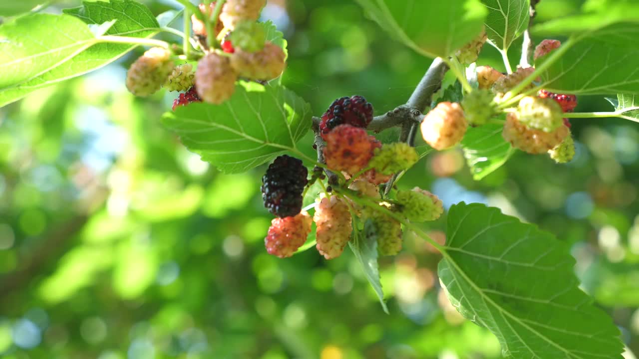 桑葚果实在一个阳光明媚的夏日在树上成熟。视频素材