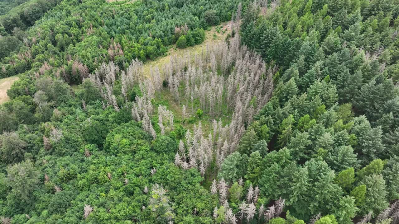 死树鸟瞰图-森林枯枝- Waldsterben视频素材