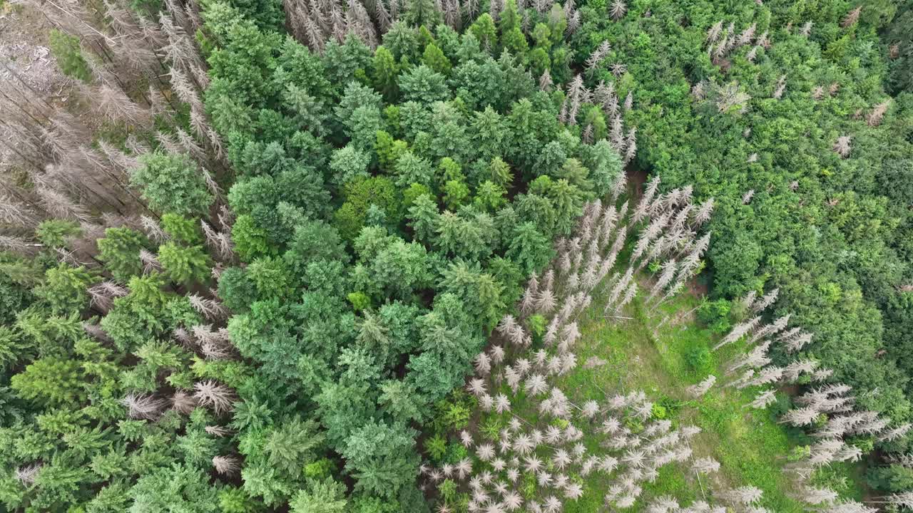 死树鸟瞰图-森林枯枝- Waldsterben视频素材