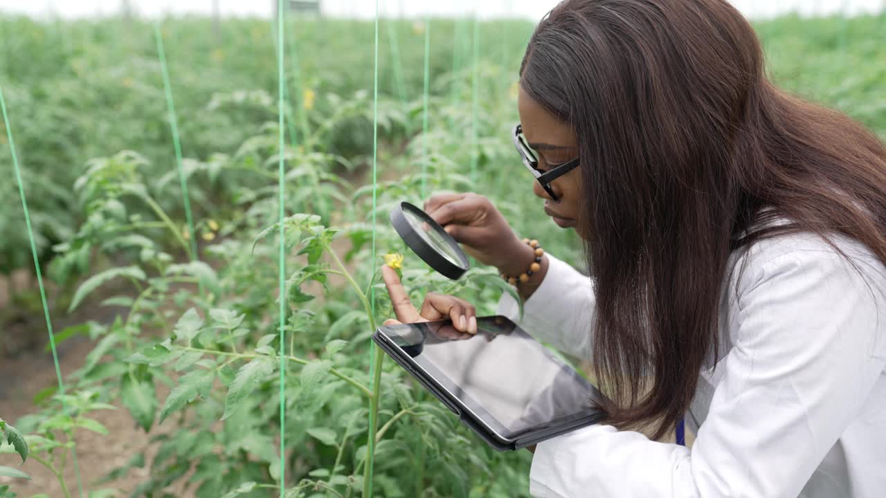 女人检查西红柿的质量视频素材