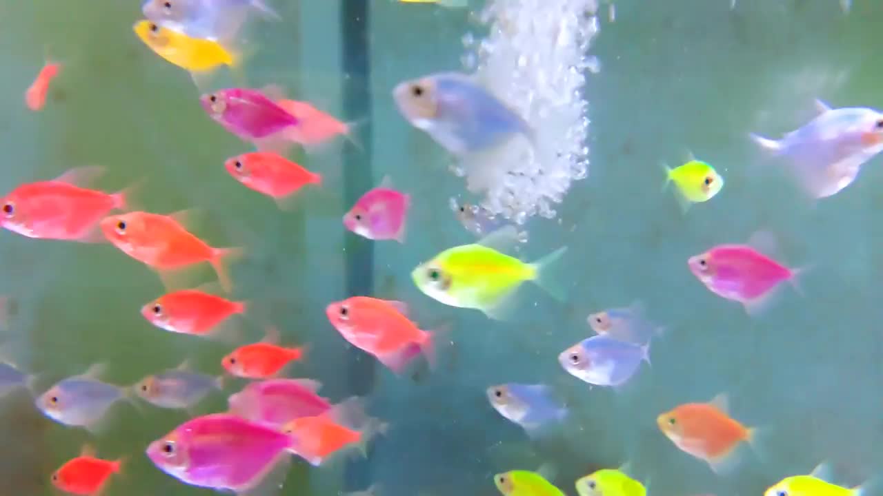 在装饰鱼店的人造灯光下，在水箱或水族馆里游泳的小鱼或金鱼的镜头视频素材