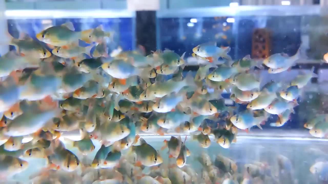 在装饰鱼店的人造灯光下，在水箱或水族馆里游泳的小鱼或金鱼的镜头视频素材