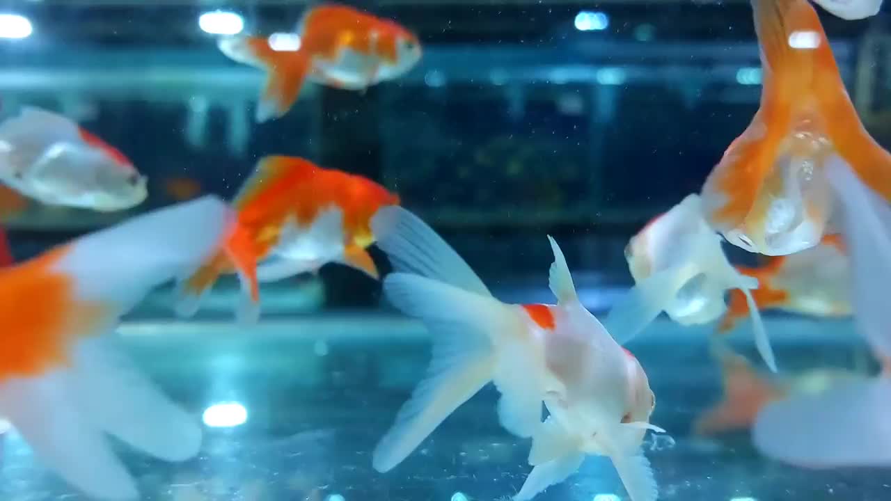 在装饰鱼店的人造灯光下，在水箱或水族馆里游泳的小鱼或金鱼的镜头视频素材