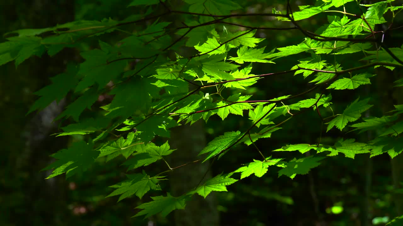 阳光下新鲜的绿叶视频素材