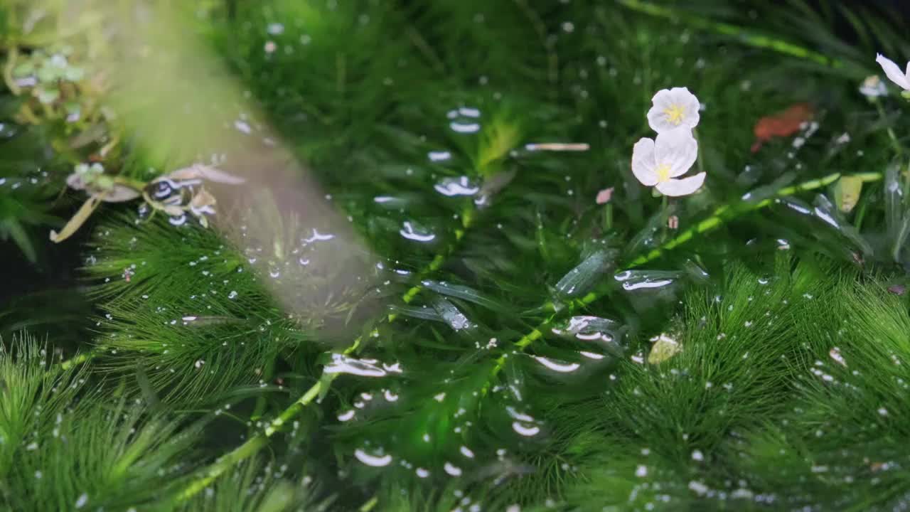 Minaminumaebi虾在盛开的鲜花下吃苔藓视频素材