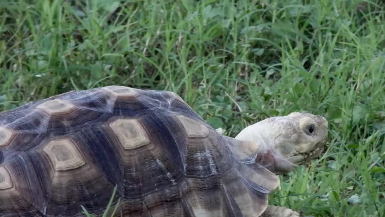 乌龟走路视频素材