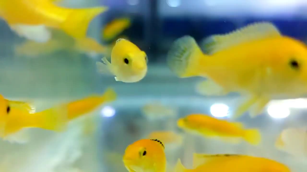 在装饰鱼店的人造灯光下，在水箱或水族馆里游泳的小鱼或金鱼的镜头视频素材