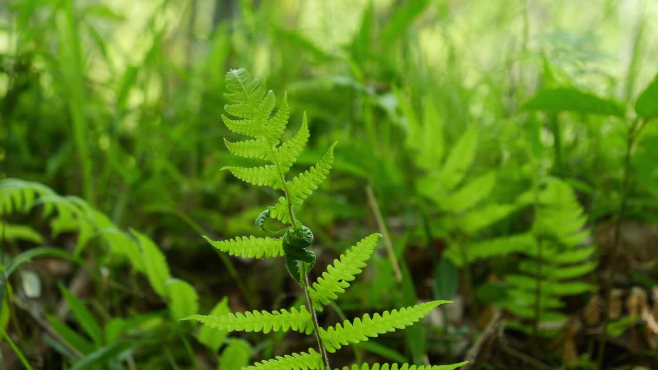 森林里，美丽的绿色蕨类植物迎风摇曳。视频素材