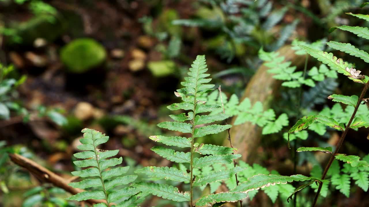 森林里，美丽的绿色蕨类植物迎风摇曳。视频素材