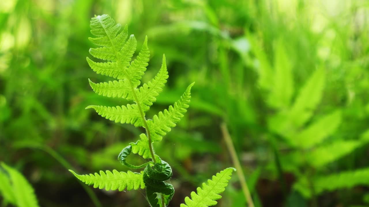 森林里，美丽的绿色蕨类植物迎风摇曳。视频素材