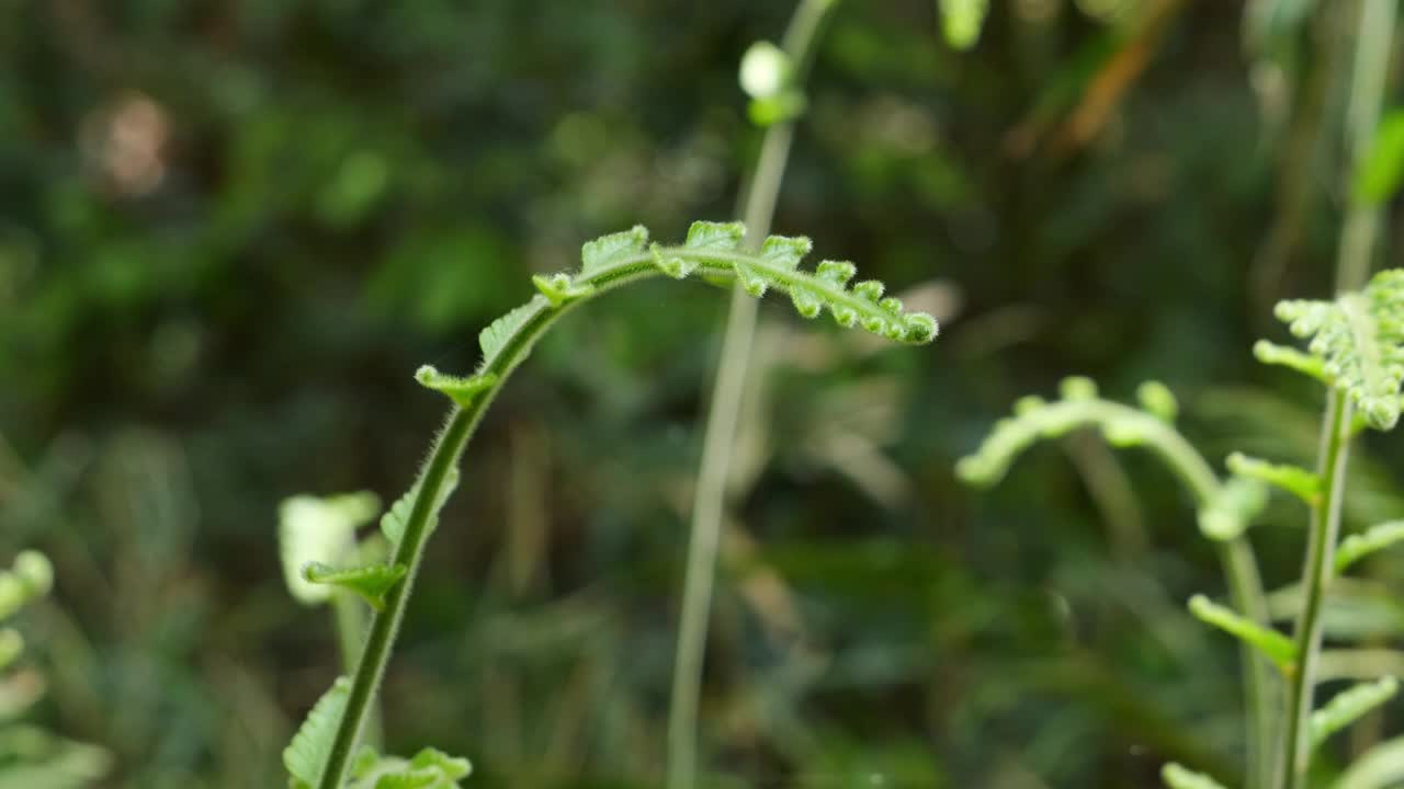 森林里，美丽的绿色蕨类植物迎风摇曳。视频素材