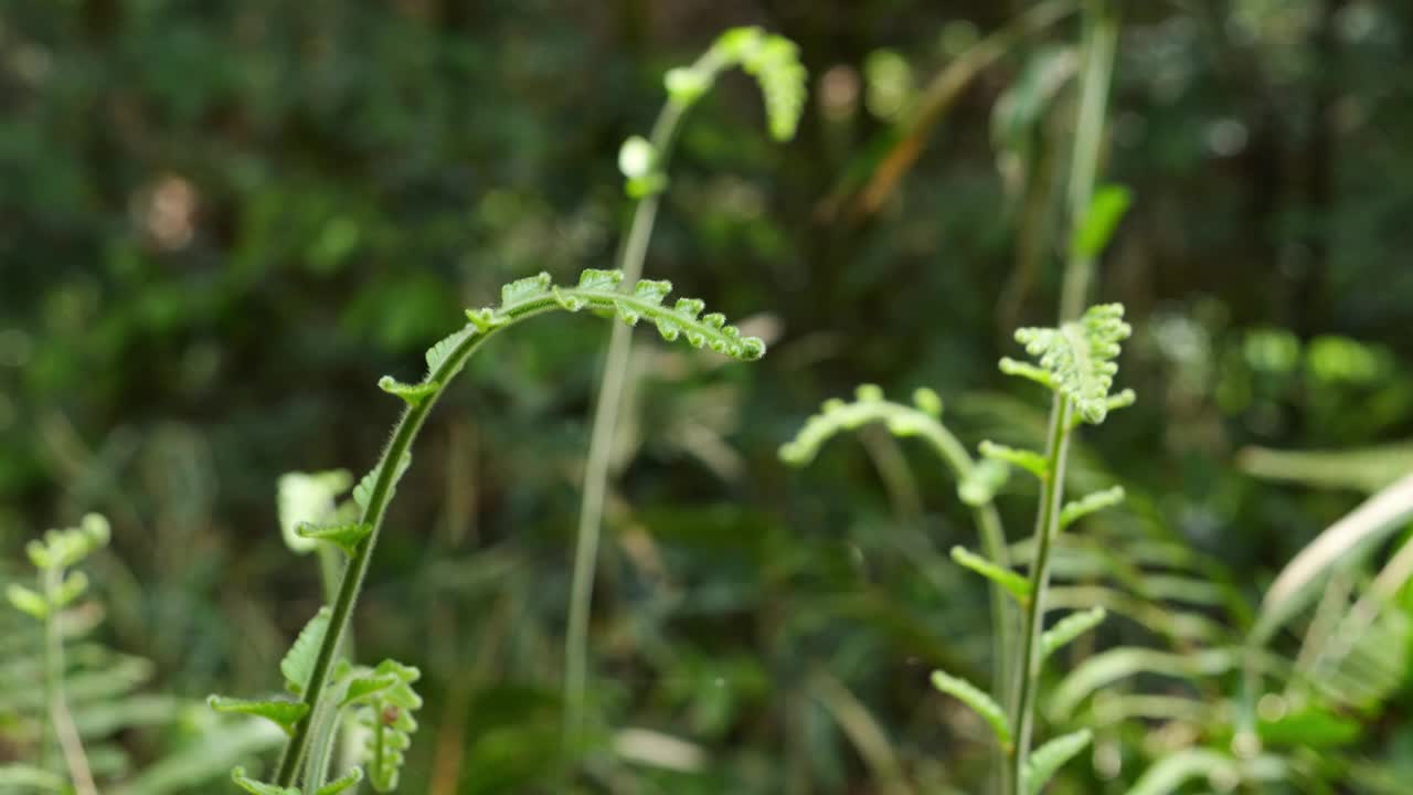 森林里，美丽的绿色蕨类植物迎风摇曳。视频素材