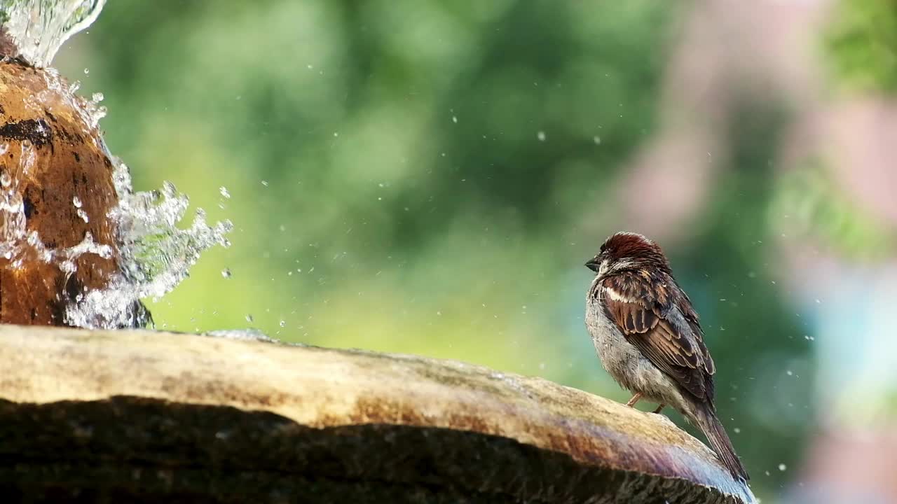 一只麻雀在喷泉里洗澡喝水。视频素材