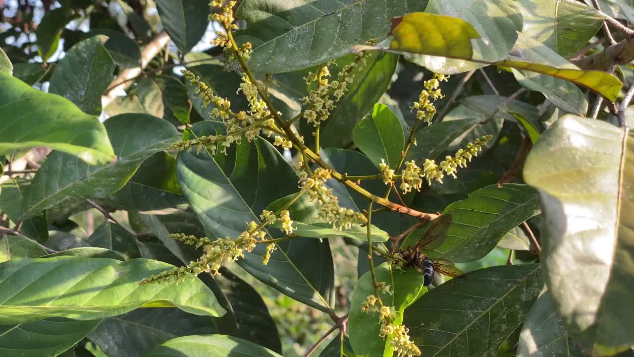 花园里的绿色红毛丹视频素材