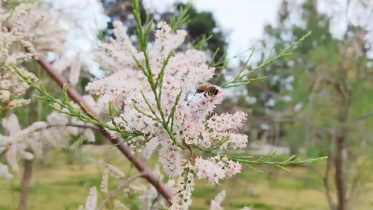 一只小蜜蜂在花园里从白色的春花上采蜜视频素材