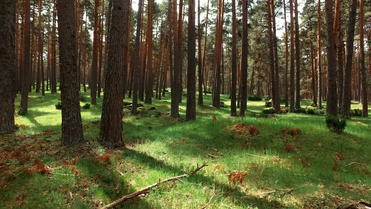 在一个阳光明媚的早晨在森林里散步。观点观点视频素材