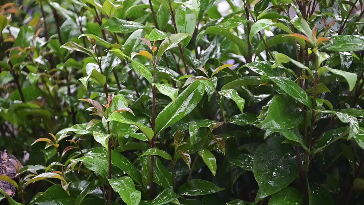 雨落在树上视频素材