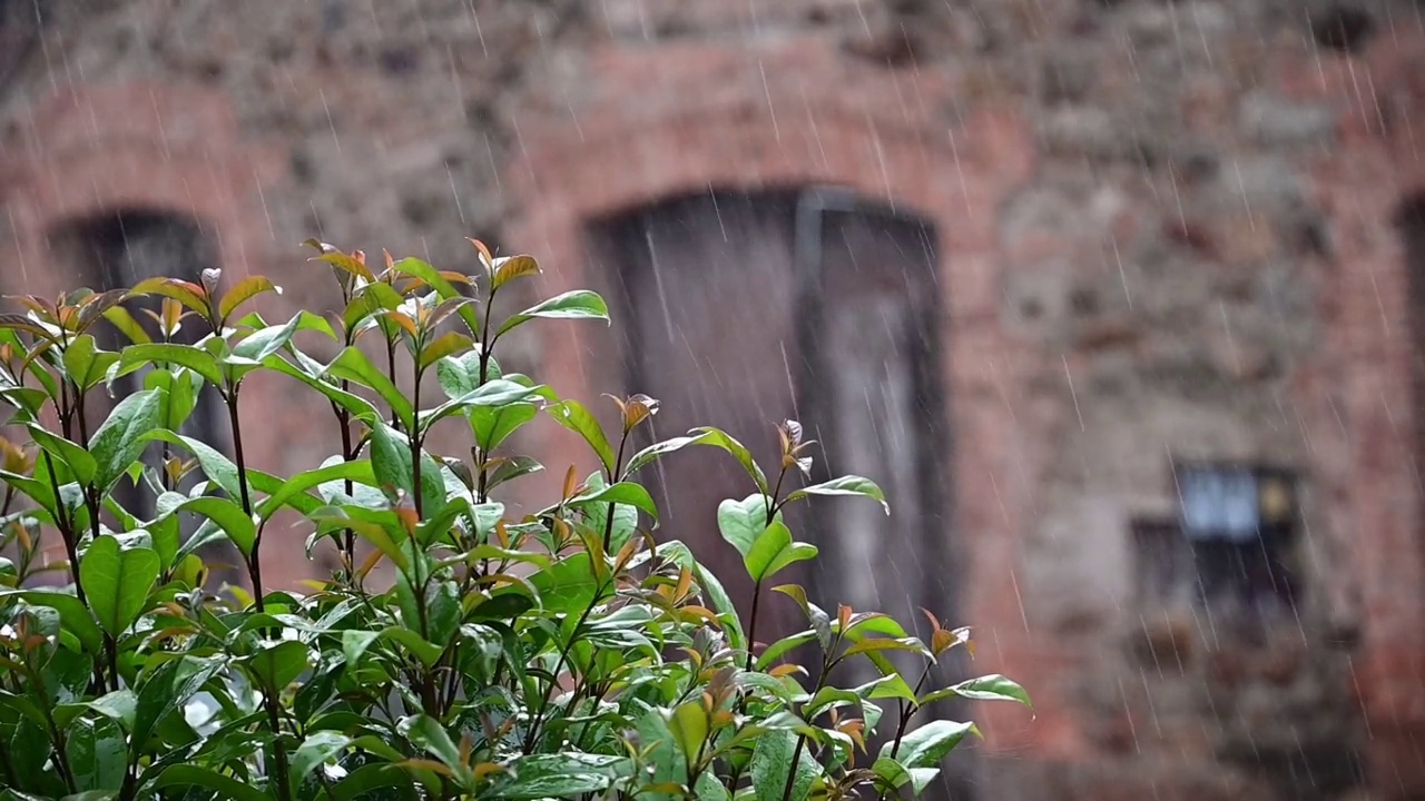 雨落在树上视频素材