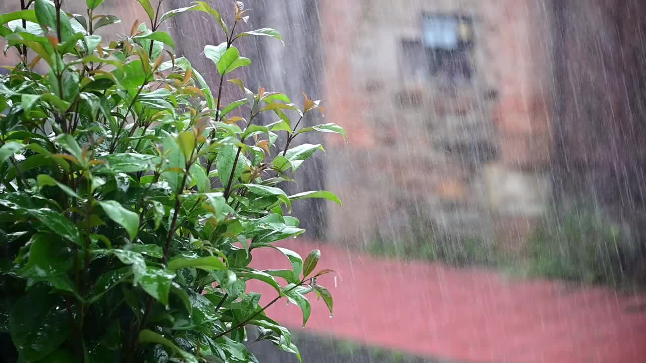 雨落在树上视频素材