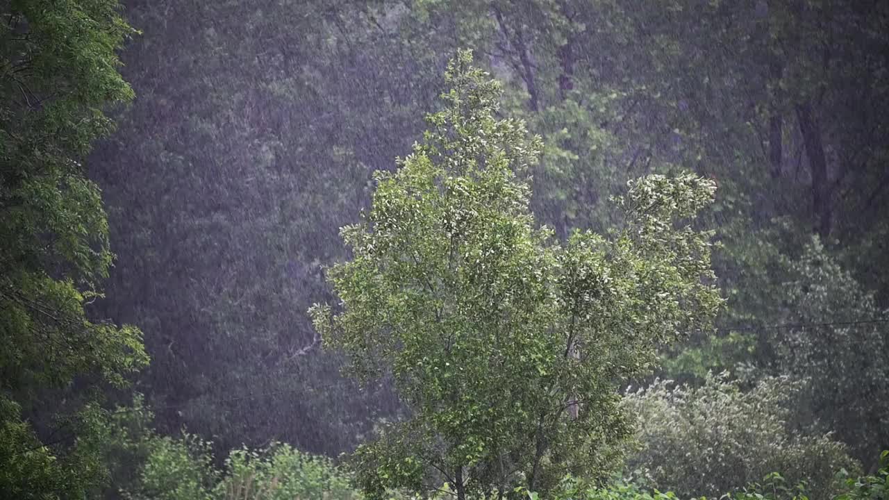 雨落视频素材