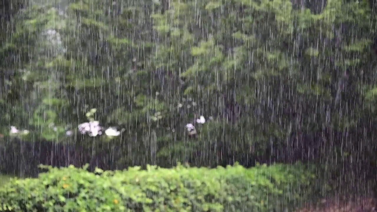 雨落视频素材