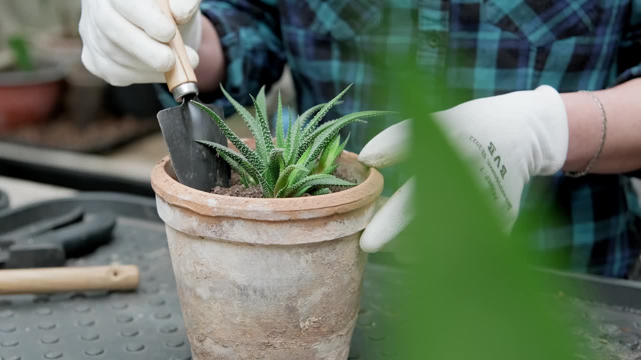 年轻女子正在花盆里移植室内植物哈沃西亚。视频素材